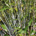 Salix irrorata